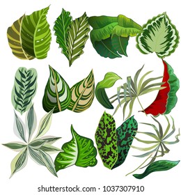 set of different tropical leaves