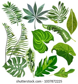 set of different tropical leaves