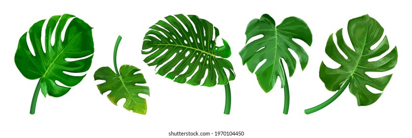 Set of different tropical leaves. Green leaf Monstera isolated on white background. Realistic vector illustration. Floral and botanical design element