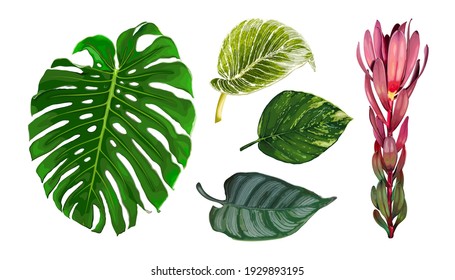 Set of different tropical leaves isolated on white background. Realistic vector illustration of Monstera, Epipremnum, Ctenanthe, Philodendron and Leucadendron plants. Botanical design elements