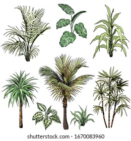 Set of different tropical palm leaves and trees. Hand drawn vector illustration. Isolated element for design.