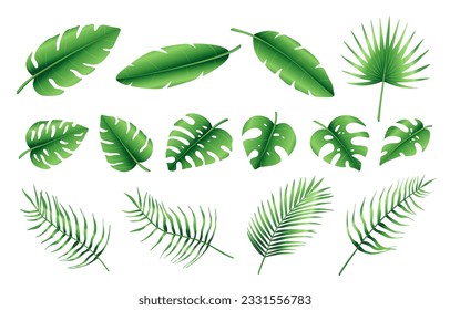 Set of different tropical palm leaves, jungle Monstera, Calathea, fern leaves. Exotic collection of green gradient plant. Hand drawn botanical vector illustration elements isolated on white background