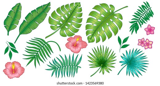 Set of different tropical plants from  banana leaves and palm trees and flower.  Vector isolated layers. Summer exotic design for invitations, posters, backgrounds