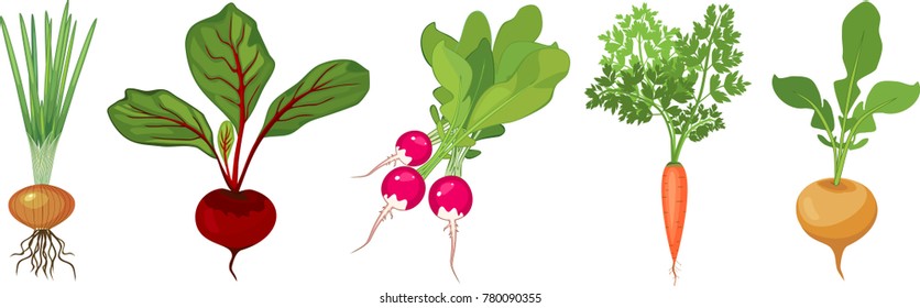 Set of different tuberous vegetables with tops on white background