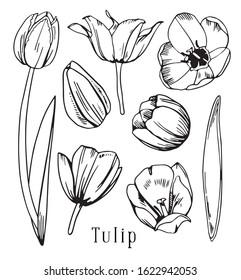 Set of different tulip flowers and leaves. Hand drawn outline vector black and white sketch illustration