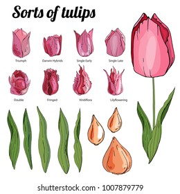Set of different tulips. Various sorts of color