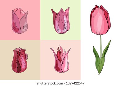 Set with different tulips. Various sorts and shapes