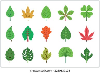 Set of different type of leaf leaves in colors vector