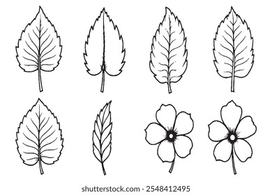 Set of Different type of Tropical leaves 8 pcs Only thin line, Solid Black color, without shadow