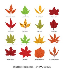 Set of different types of acer leaves set collection, Autumn colorful fallen leaves isolated on white background, Fall season,Maple Leaf in Autumn isolated on white background, vector illustration.