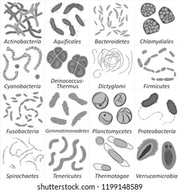 Set of different types of bacterias, black and white vector illustration