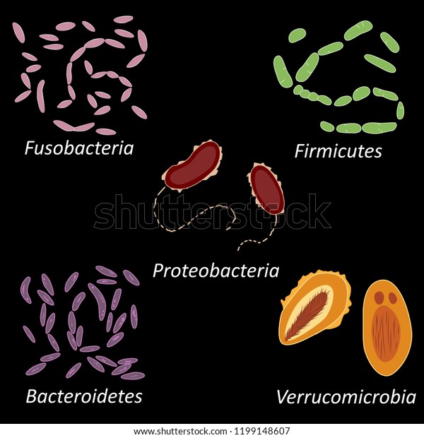 Set Different Types Bacterias Human Microbiome Stock Vector (Royalty ...