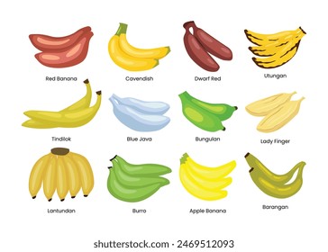 Set of different types of banana set collection, banana types variety plantain bunches, Tropical fruits, banana snack or vegetarian nutrition, healthy food diet, isolated on white background.