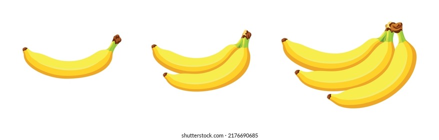 Set of different types of bananas isolated on a white background. Vector illustration of bananas in cartoon style. Flat style