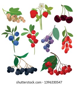 Set of different types of berries on a stem with leaves. Vector illustration on white background.