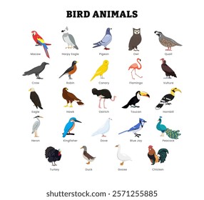 Set of different types of bird animal collection for education poster, vector illustration with macaw, eagle, pigeon, owl, quail, crow, robin, canary, flamingo, vulture, hawk, ostrich, toucan, heron.