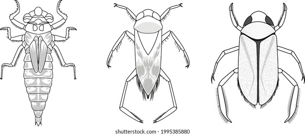 Set of different types of bugs and beetles illustration