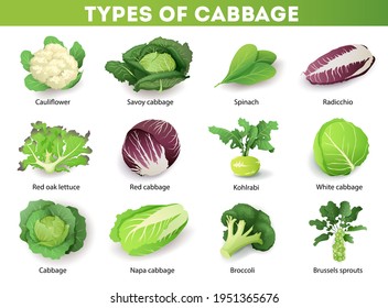 Set With Different Types Of Cabbage With Inscriptions, Isolated On White Background. Cruciferous Vegetables Cartoon Vector Illustration Collection