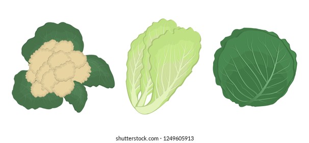 Set of different types of cabbage. There are cabbage, cauliflower and Chinese cabbage in the picture. Green vegetables, isolated on a white background. Vector illustration.
