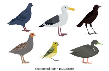 Set of Different types of city birds vector illustration
