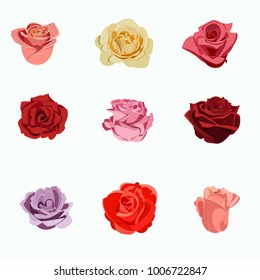 Set of different types and colors of roses isolated on a white background. Red, pink, yellow, lilac flowers.