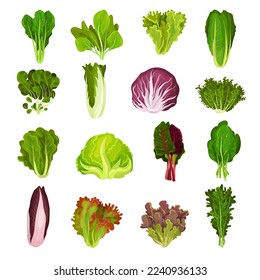 Set of different types of fresh leaves for salad. Culinary herbs for cooking cartoon vector