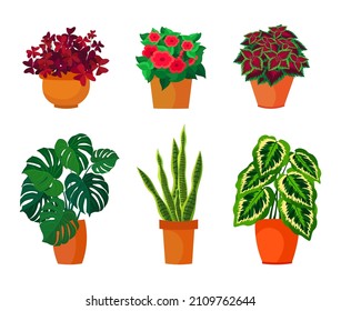 Set of different types of garden flowers in flower pot white background. Vector house plants in clay pot in cartoon style.