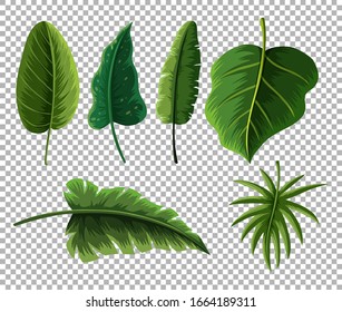 Conjunto de diferentes tipos de hojas verdes en la ilustración de fondo transparente
