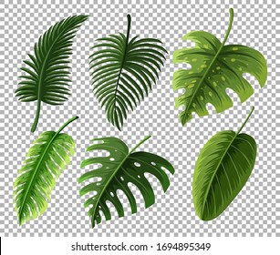 Set of different types of green leaves on transparent background illustration