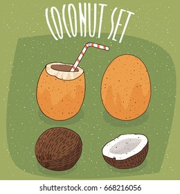 Set different types isolated coconuts  Orange Royal Coconut   fruit coconut palm  whole   nicely split  Visible flesh  Straw in coconut milk  Vector illustration