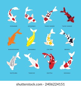 Set of different types of Koi Fish collection, koi carp fish set isolated on blue background, japanese carp and colorful oriental koi in Asia set of Chinese goldfish, koi types. vector illustration