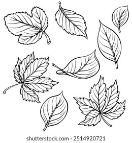 Set of different types of leaves. Autumn leaf outline. Botanical vector illustration in hand drawn sketch style. Line art foliage isolated on white for coloring book, print