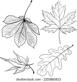 set different types leaves: Canadian maple  Japanese maple  oak leaf  chestnut white background