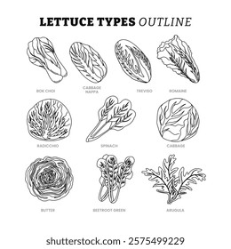 Set of different types of lettuce outline collection with line art style, cabbage types, Salad leaves, Lettuce Types Vector Set Of Salad Bowl, vegetables.