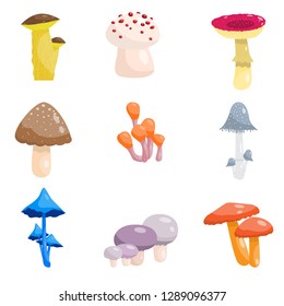 Set of different types of mushrooms poisonous and edible. Mushrooms of different types, shapes and colors.