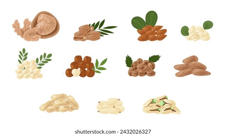 Set of different types of nuts, icons of nuts and seeds. Cola nuts, pumpkin seeds, peanuts and sunflower seeds. Pistachios, cashews, coconut, hazelnuts and macadamia. Cartoon-style illustration.