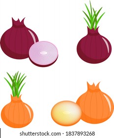 Set of different types of onions. Vector illustration isolated on white background. For the design of leaflets, flyers, coupons, shops and markets. 