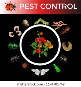 Set of different types of pest insects with bush of tomatoes. Vector illustration isolated on black background