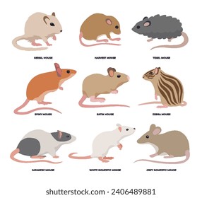 Conjunto de diferentes tipos de rata, conjunto de ratón de dibujos animados, tipos de infografía del ratón para la educación, diagrama y afiche, ilustración vectorial para mascota, animal, raza de mascotas de fauna silvestre aislada en fondo blanco.