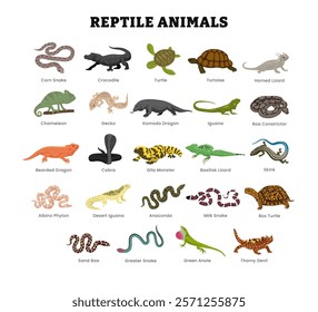 Set of different types of reptile animal collection for education poster, vector illustration with snake, crocodile, turtle, tortoise, lizard, chameleon, gecko, iguana, cobra, python, anaconda. 