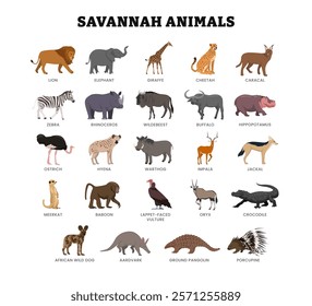 Set of different types of savanna animal collection for education poster, vector illustration with lion, elephant, giraffe, cheetah, caracal, zebra, wildebeest, impala, jackal, meerkat, baboon.