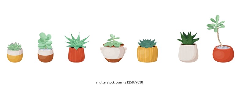 Set of different types of succulent plants in flower pots. Vector illustration on white background  
