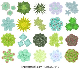 Set of different types of succulents. The view from the top. Isolated plants on a white background. Vector illustration.