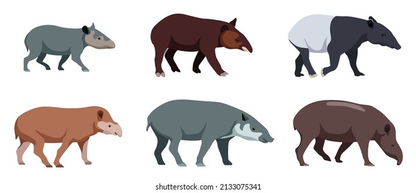 Set of different types of tapirs in cartoon style. Vector illustration of herbivores isolated on white background.