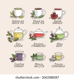 Set of different types of tea, teapots and cups with illustrations of plants. Winter and summer drinks. Green and black tea, hyacinth. Mint, chamomile,melissa, linden, currant, strawberry.