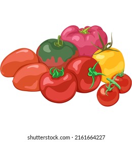 Set of different types of tomatoes