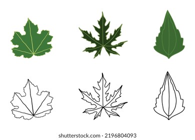 A set different types of tropical green leaves. Papaya, Musk seeds and Siam weed leaves. Flat style vector illustration isolated on white background