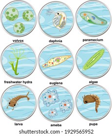 Reihe verschiedener Arten von einzelnen Organismen zur Veranschaulichung