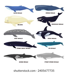 Set of different types of Whales Collection, vector illustration isolated on white background, Underwater swimming marine creatures, sea fauna set, Zoology and biology educational fauna study poster.