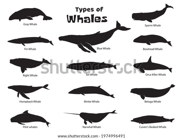 Set of different types of Whales silhouette\
vector illustration isolated on white background. Ocean wildlife\
mammals collection. Silhouette of different whale sea animals. Fish\
and sea life silhouette